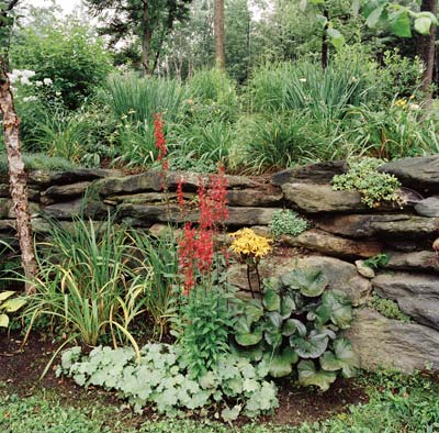 Red Cardinal Flower and ligularia thrive in the damp conditions below the retaining wall along Diana's driveway.